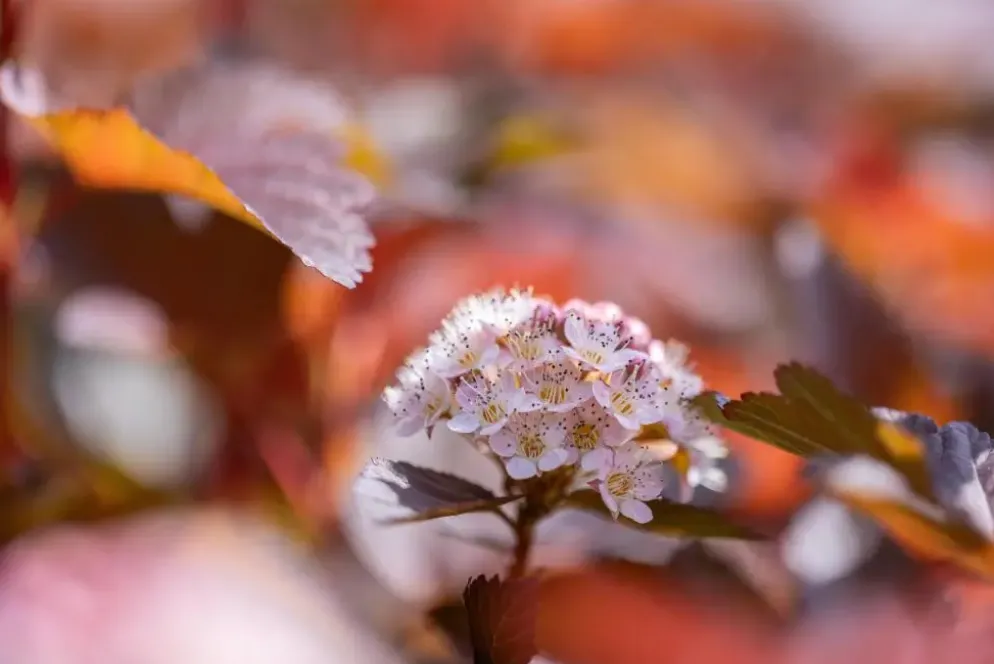 Physocarpus opulifolius 'Lady in Red'® (Blaasspirea 'Lady in Red')