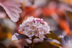 Physocarpus opulifolius 'Lady in Red'® (Blaasspirea 'Lady in Red')