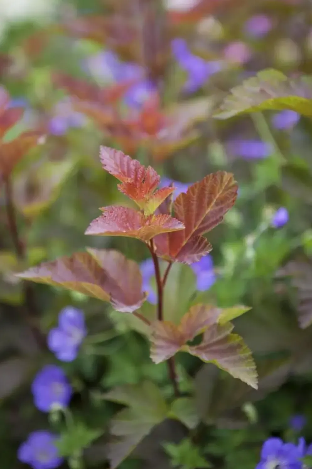 Physocarpus opulifolius 'Lady in Red'® (Blaasspirea 'Lady in Red')