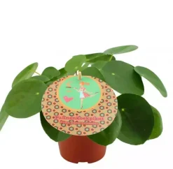 Pilea peperomioides (Pannenkoekplant) 20cm