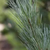 Pinus (Arve)