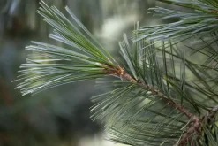 Pinus (Arve)