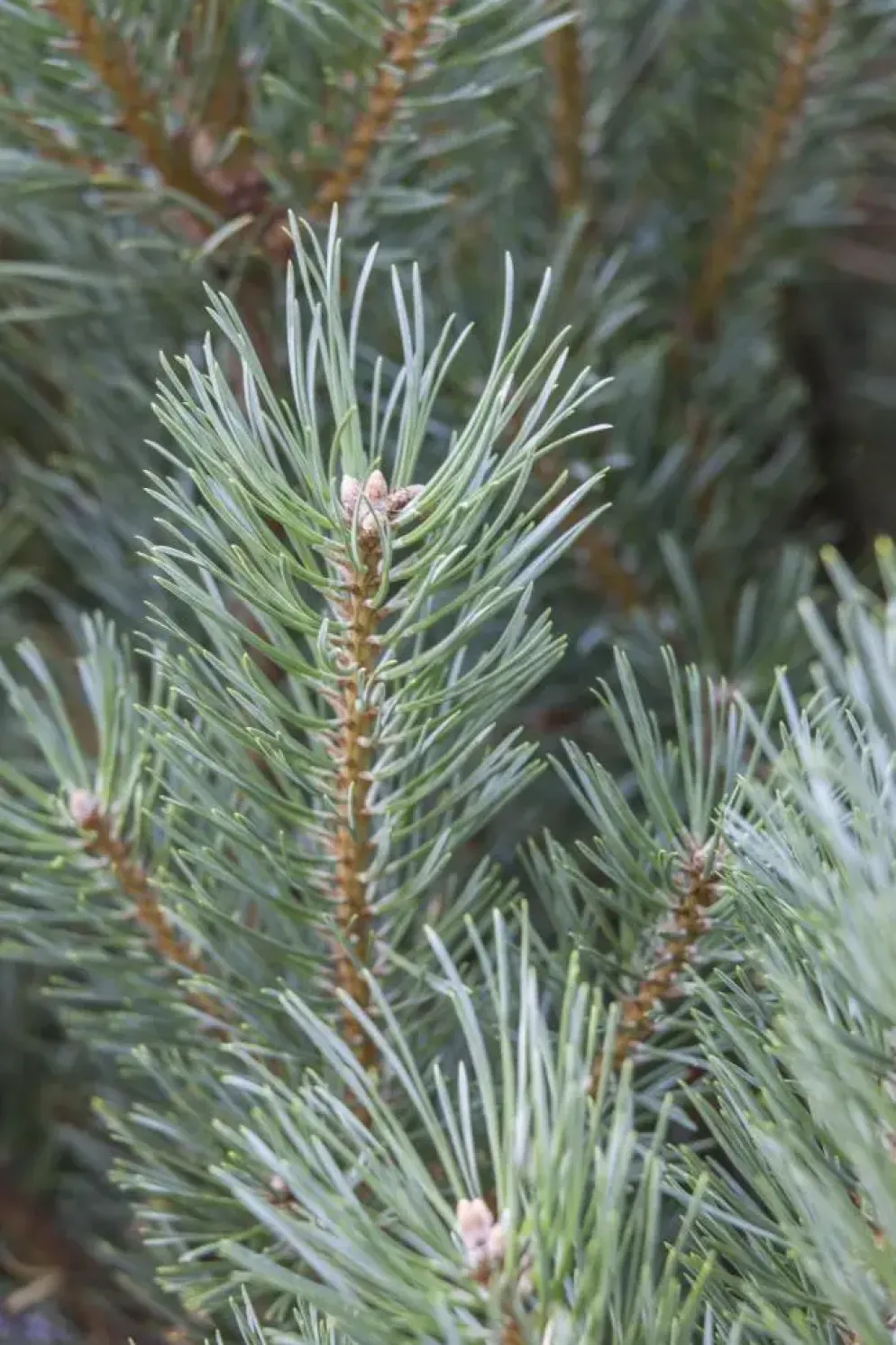 Pinus (Arve)