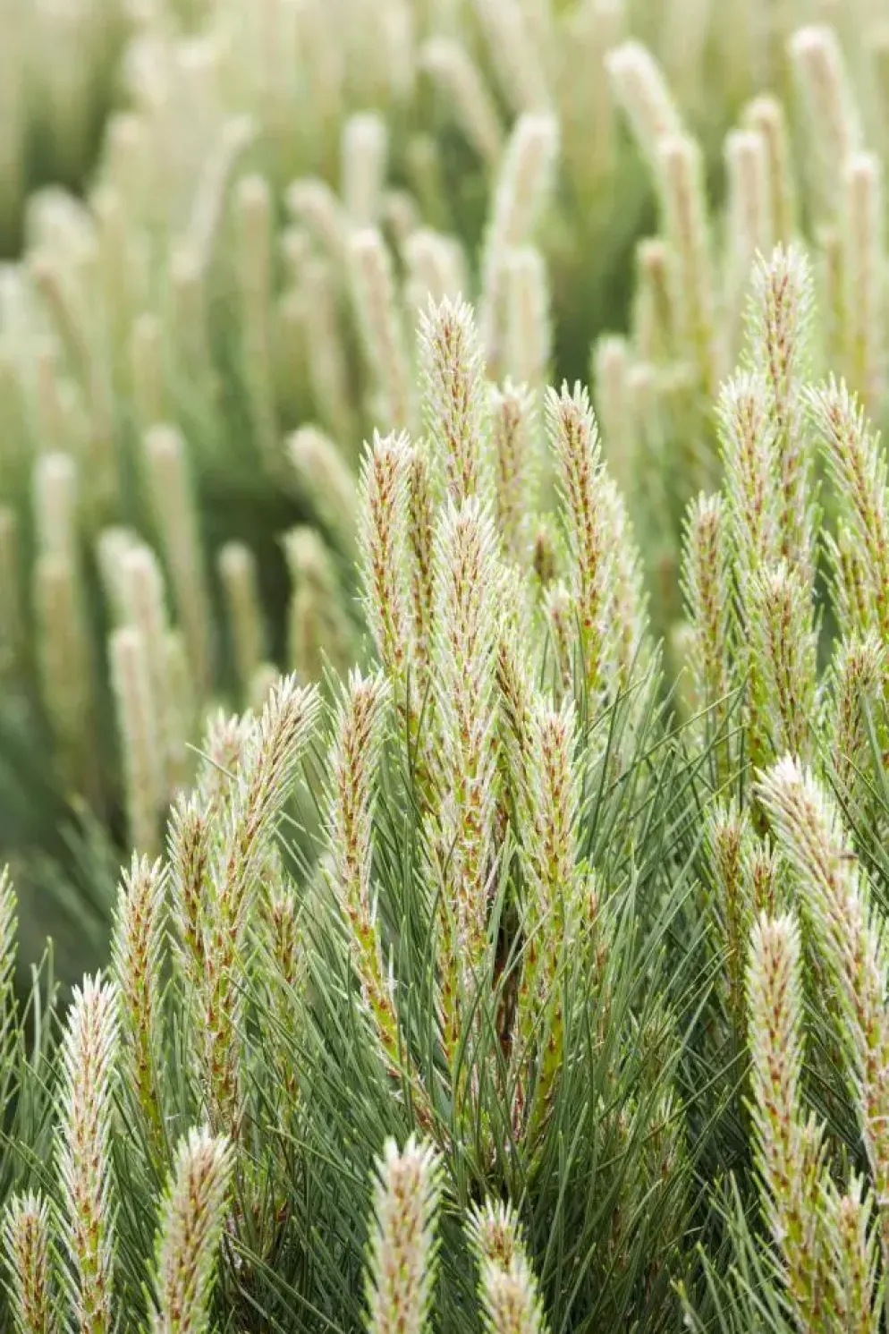 Pinus (Arve)