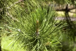 Pinus (Arve)