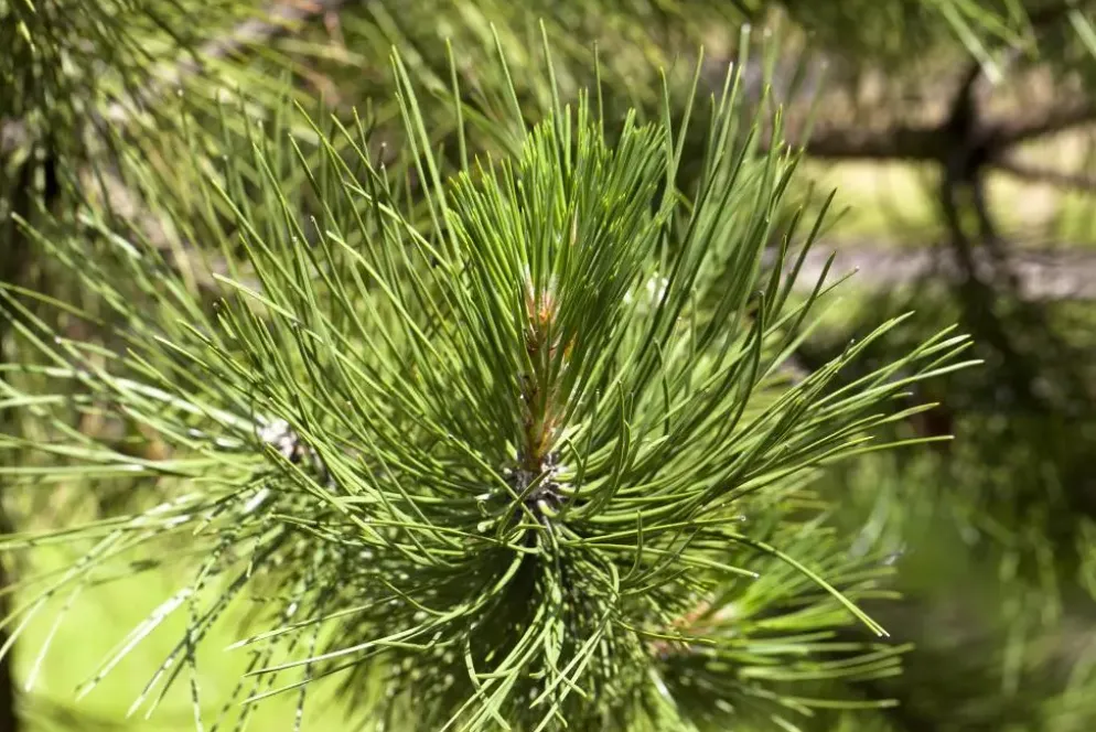 Pinus (Arve)