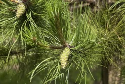 Pinus (Arve)
