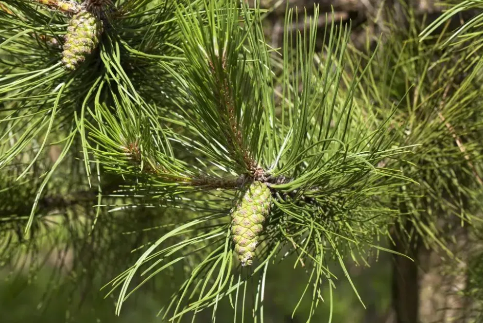 Pinus (Arve)