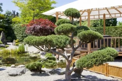 Pinus (Arve)