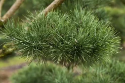 Pinus (Arve)