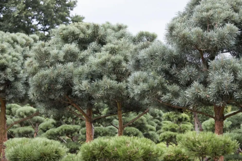 Pinus (Arve)