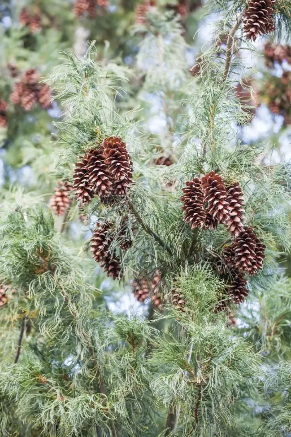 Pinus (Arve)