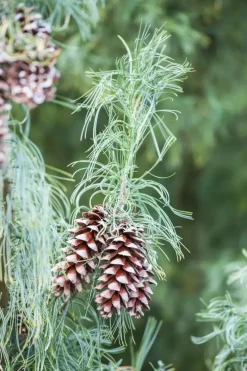 Pinus (Arve)