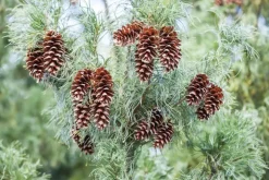 Pinus (Arve)