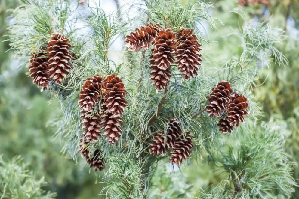 Pinus (Arve)