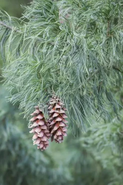 Pinus (Arve)