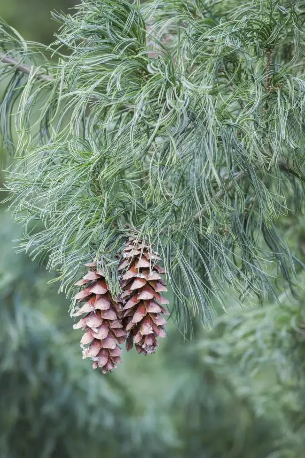 Pinus (Arve)