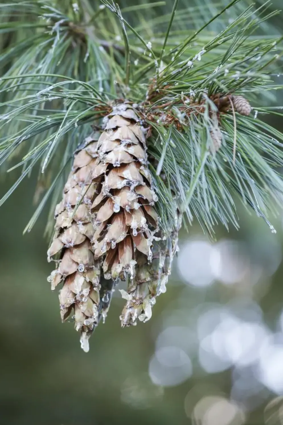 Pinus (Arve)