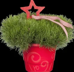 Pinus (Arve)