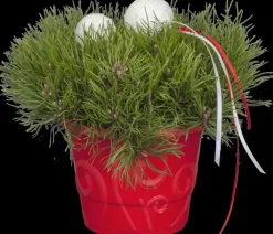 Pinus (Arve)