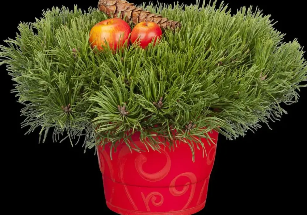 Pinus (Arve)