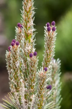 Pinus (Arve)