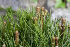 Pinus (Arve)