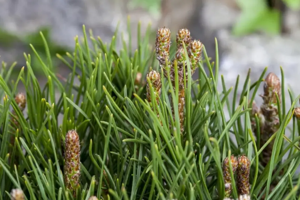 Pinus (Arve)