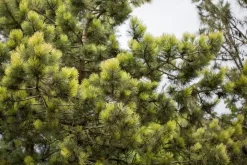 Pinus (Arve)