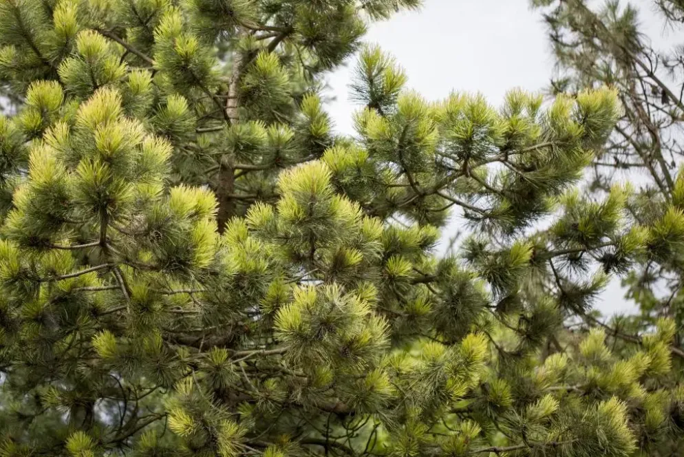 Pinus (Arve)