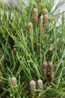 Pinus (Arve)
