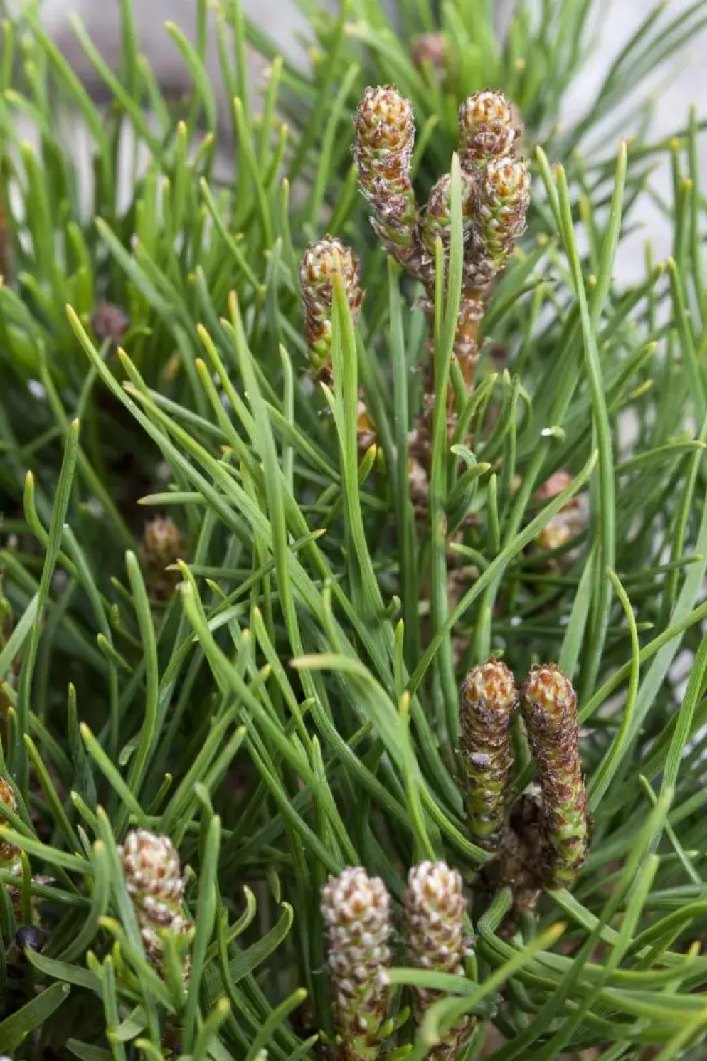 Pinus (Arve)