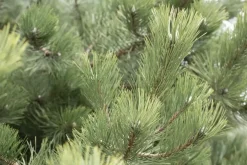 Pinus (Arve)