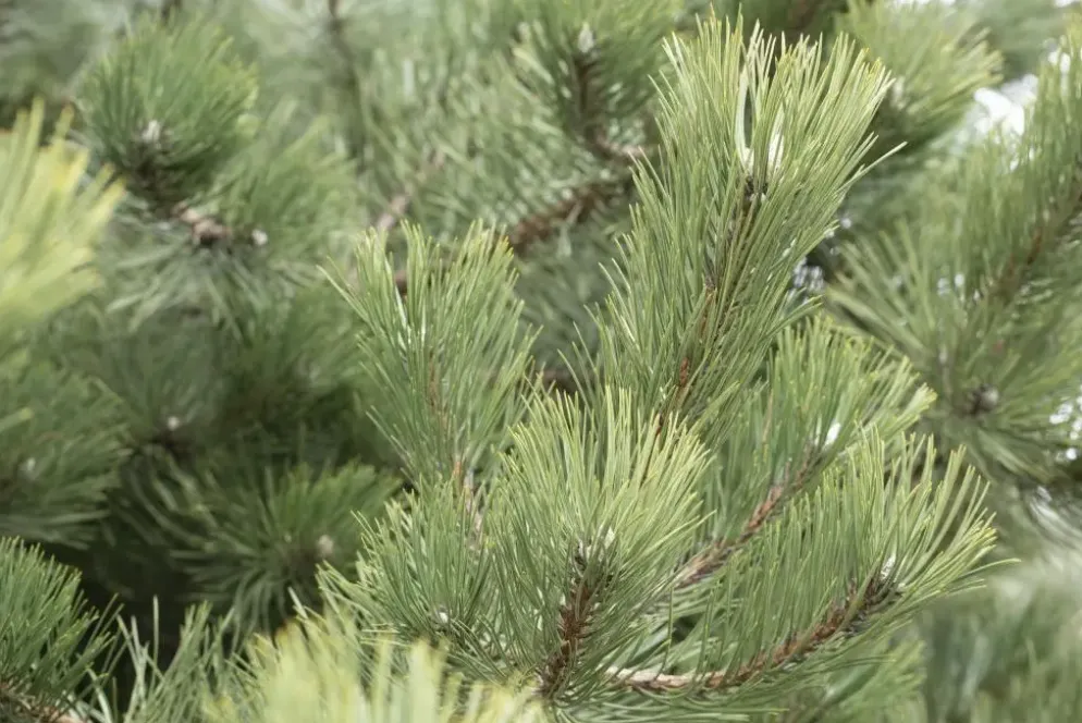 Pinus (Arve)