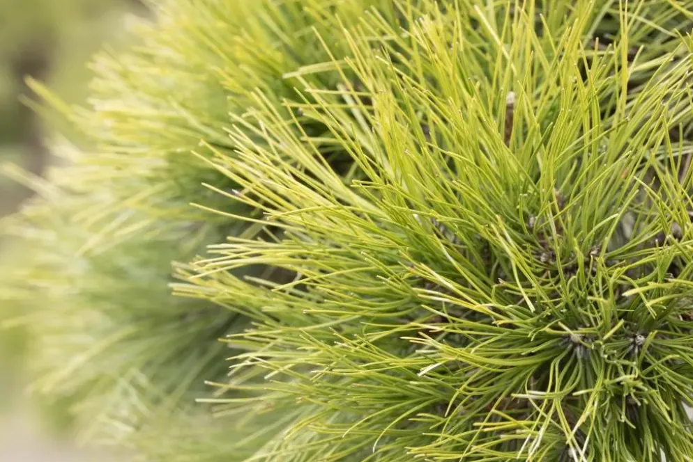 Pinus (Arve)