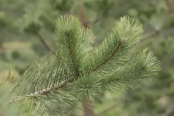 Pinus (Arve)
