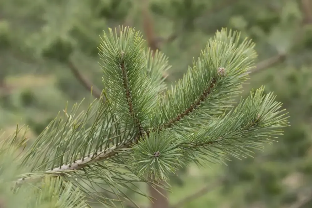 Pinus (Arve)