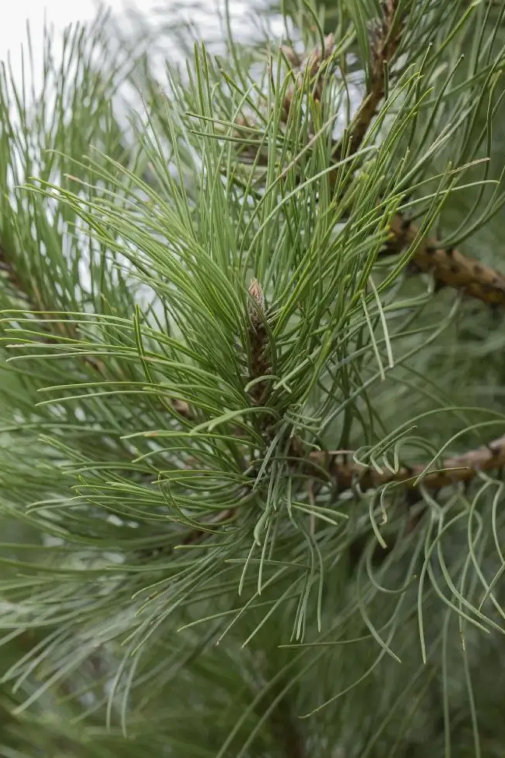 Pinus (Arve)