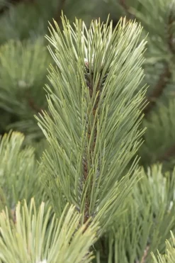 Pinus (Arve)