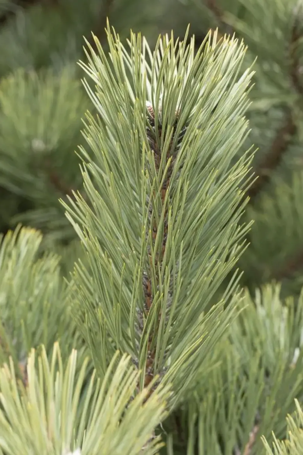 Pinus (Arve)
