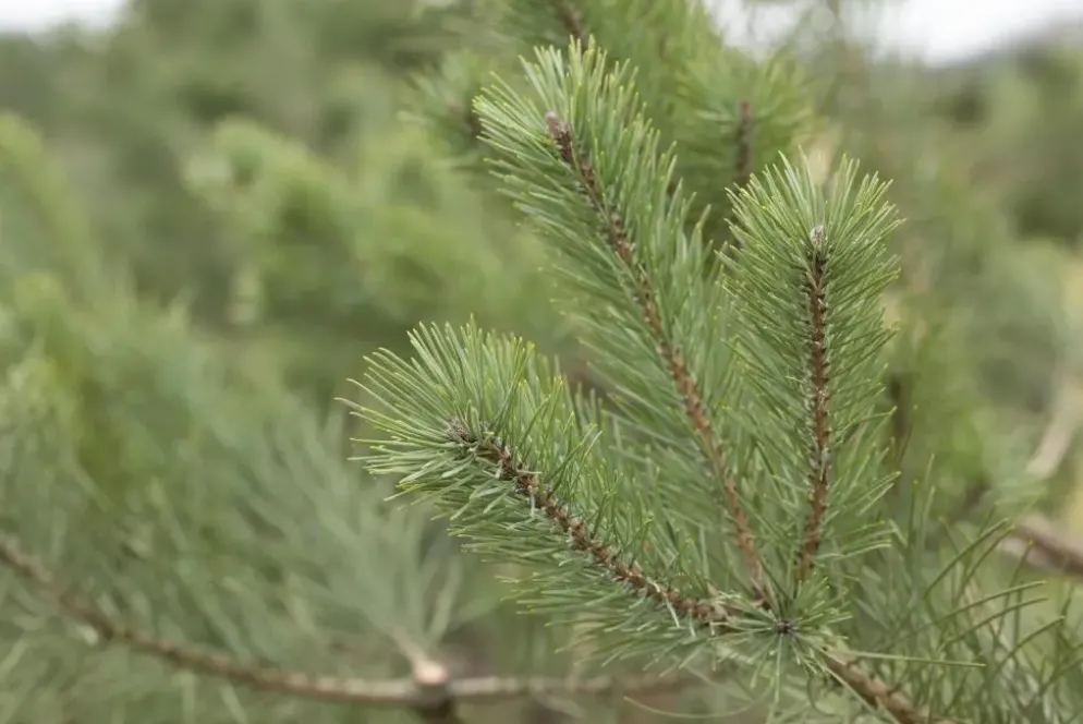 Pinus (Arve)