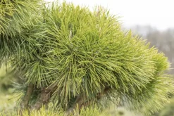 Pinus (Arve)