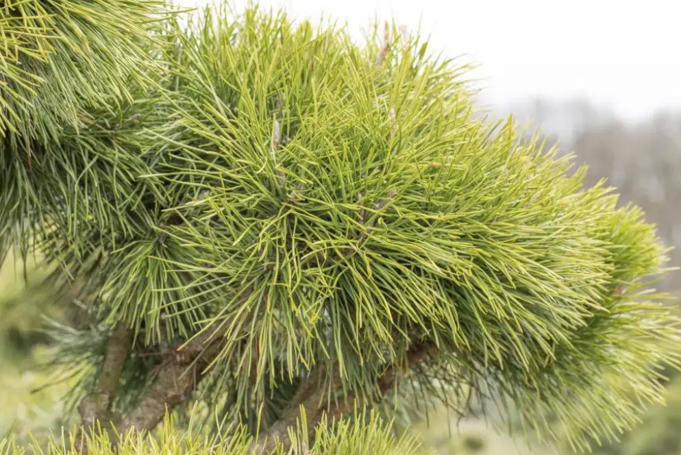 Pinus (Arve)