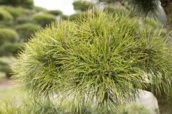 Pinus (Arve)