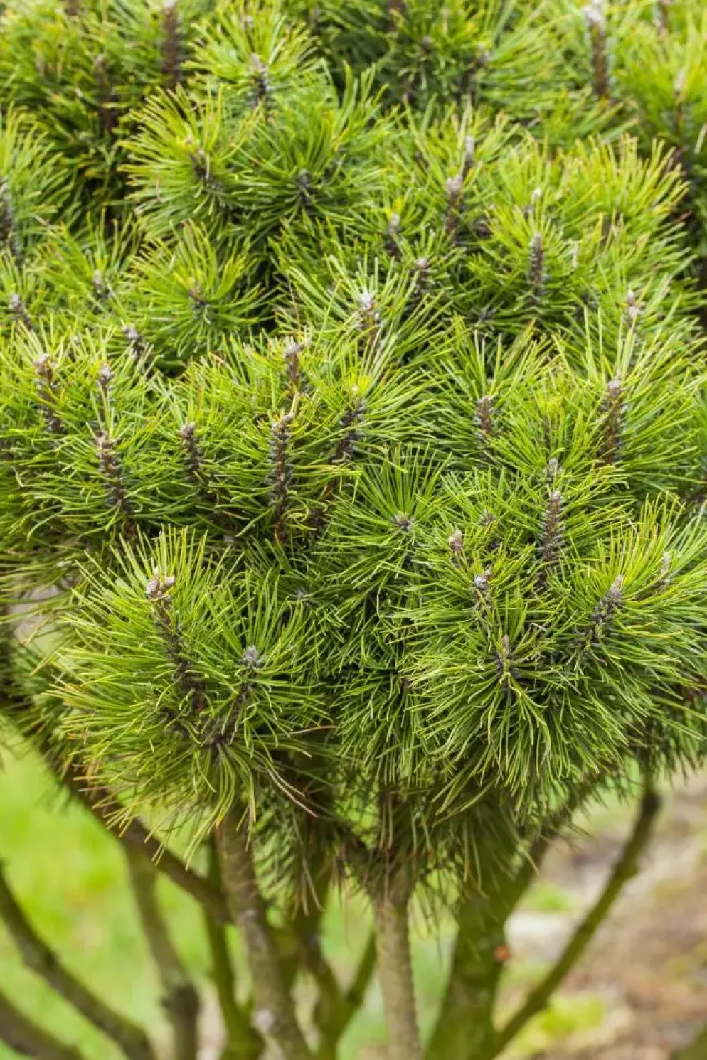 Pinus (Arve)