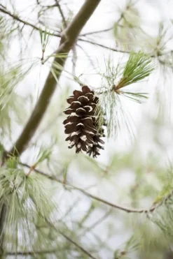 Pinus (Arve)