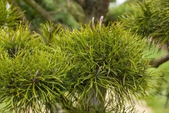 Pinus (Arve)