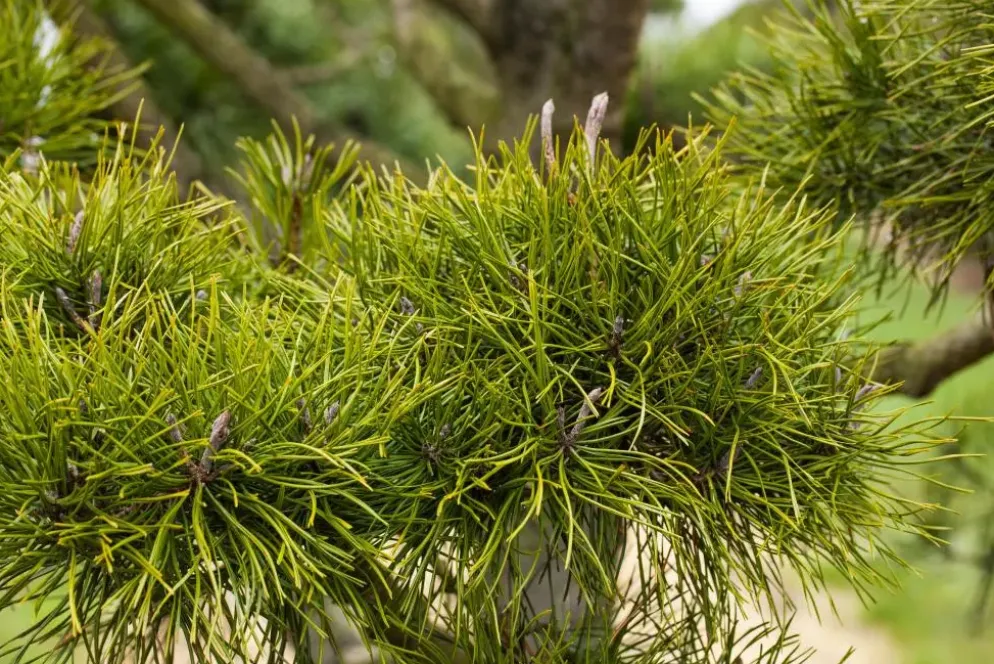 Pinus (Arve)