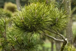 Pinus (Arve)
