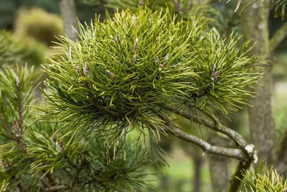 Pinus (Arve)